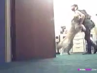 Office girl getting fucked by dog in amateur beastiality porn